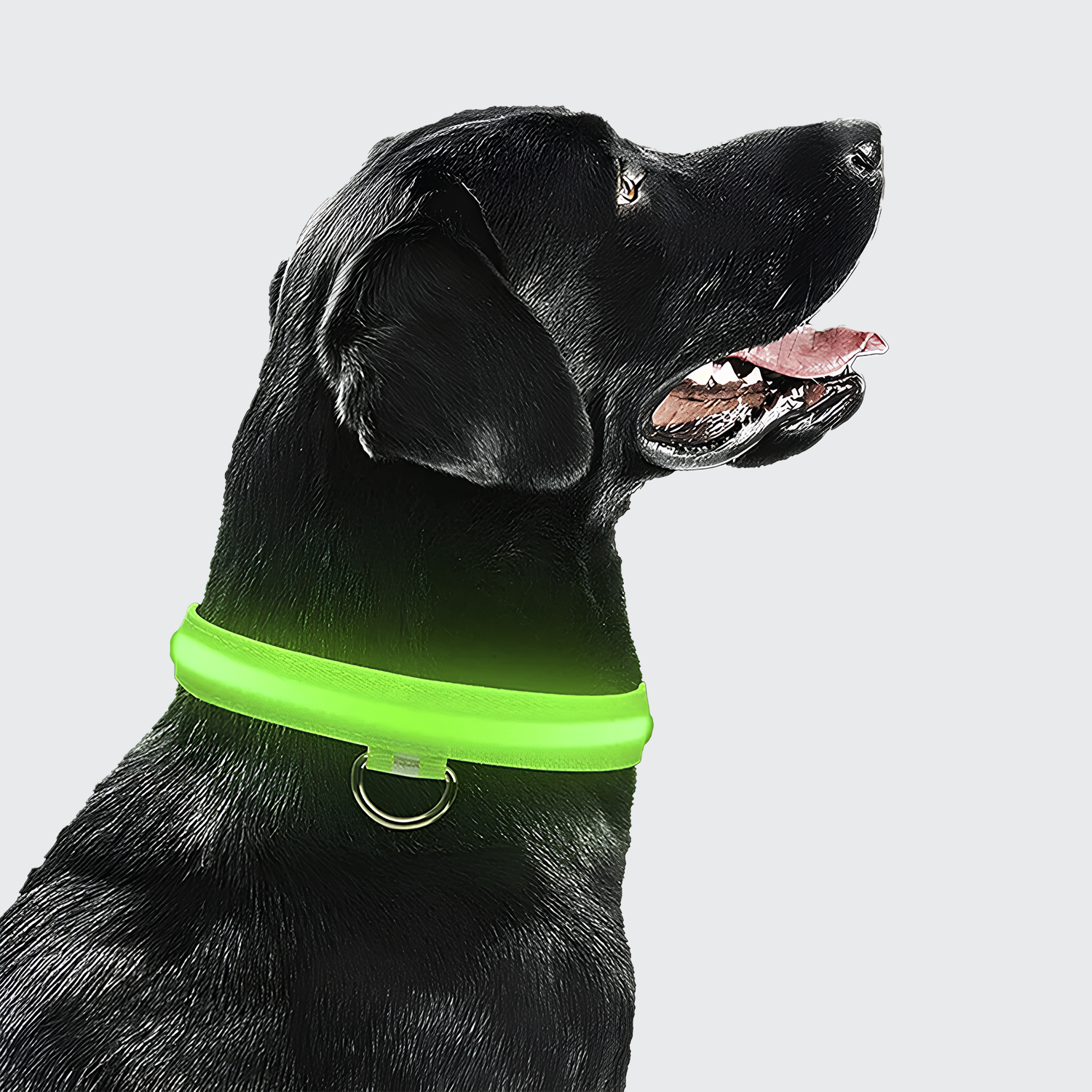 LED Secure Dog Collar - USB Rechargeable, High Visibility & Durable